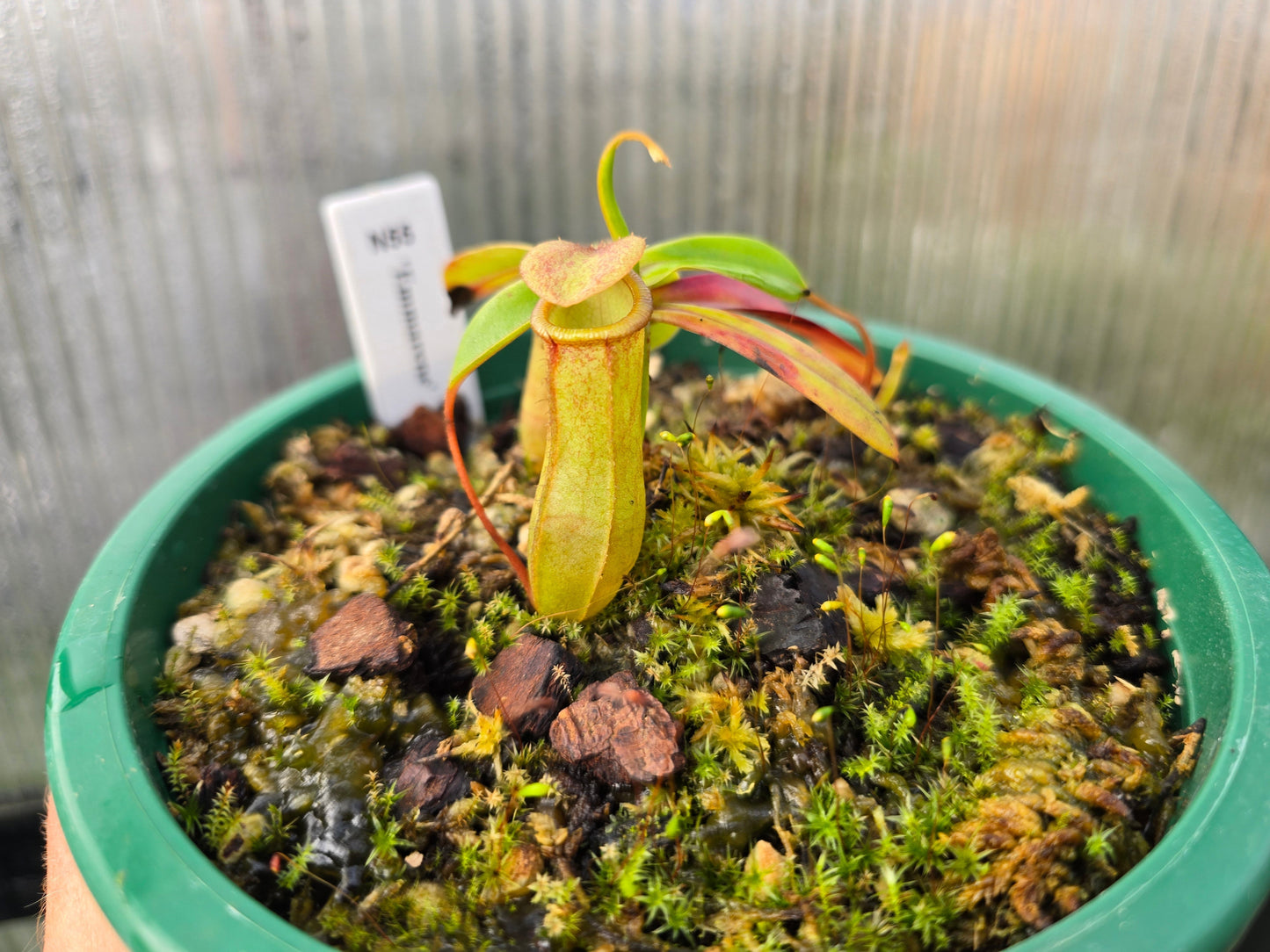 Nepenthes 'Emmarene' - Highland Tropical Pitcher Plant