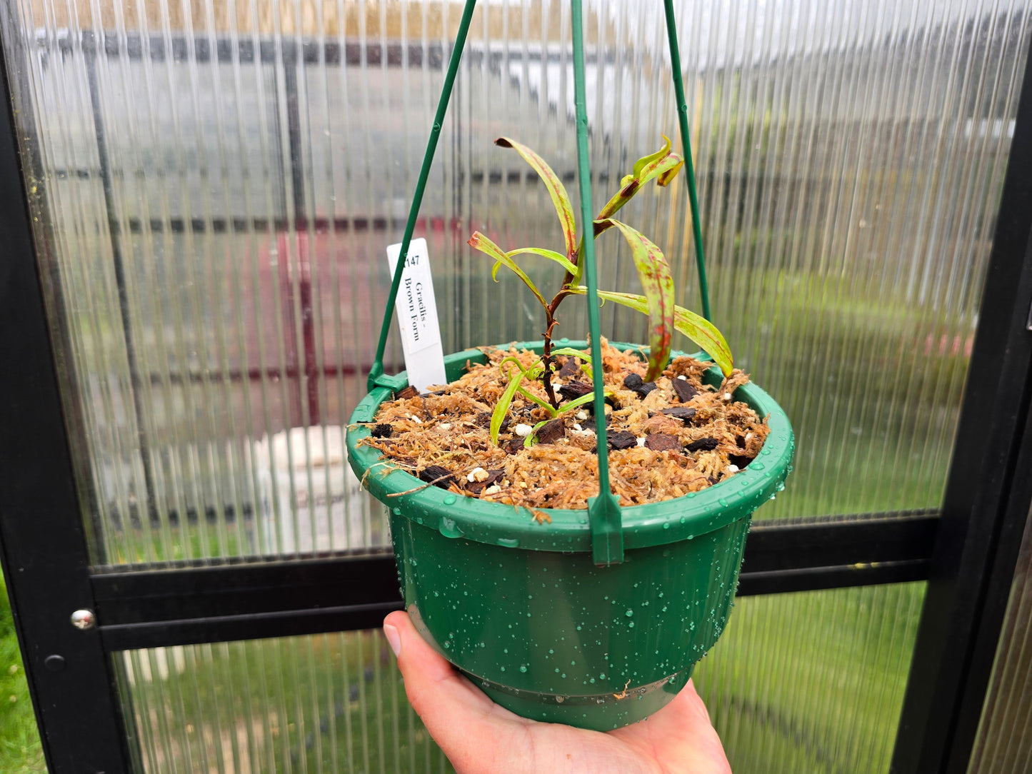 Nepenthes gracilis 'Brown Form' - Lowland Tropical Pitcher Plant