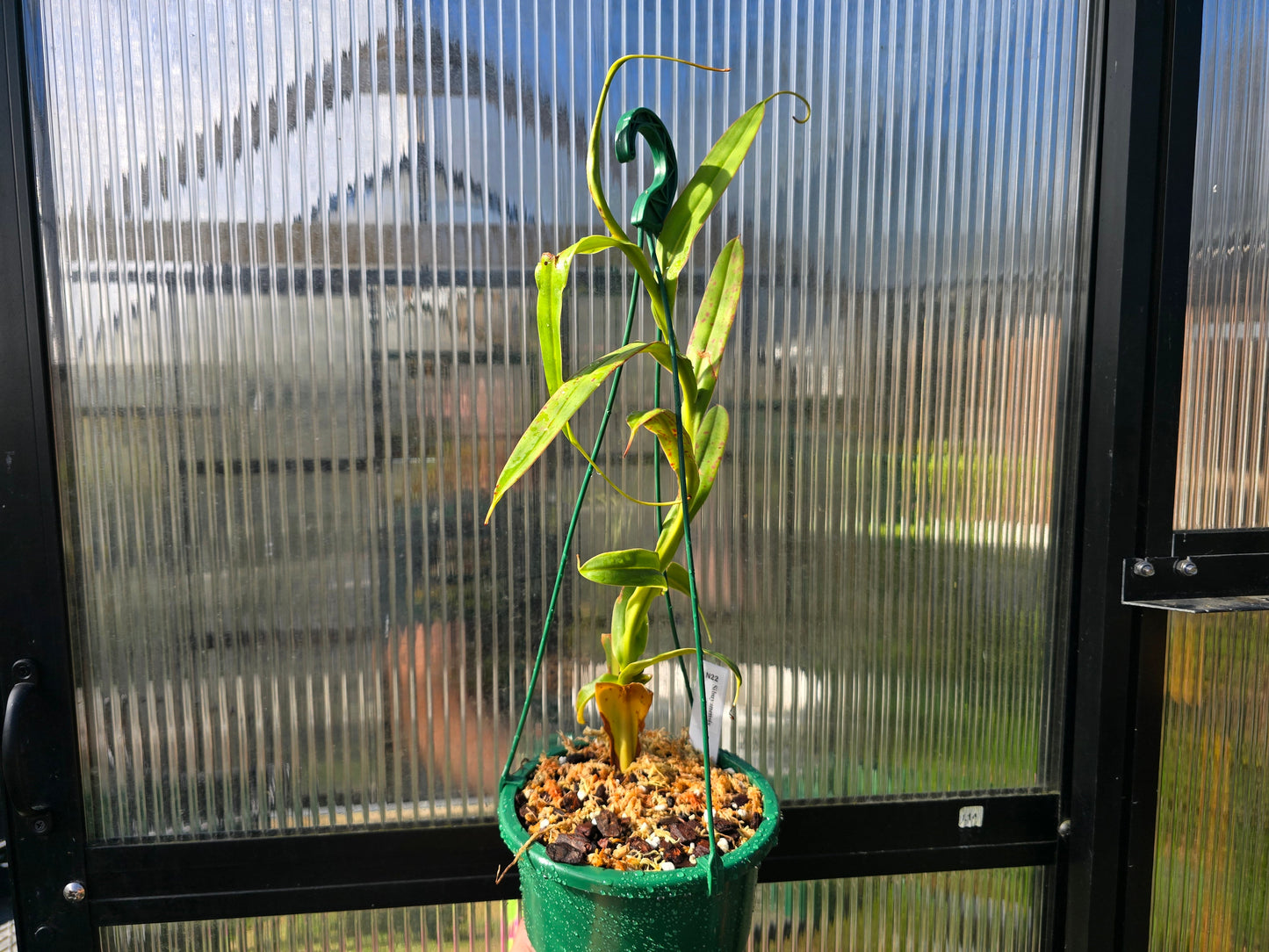 Nepenthes spectabilis (Female) - Intermediate Tropical Pitcher Plant