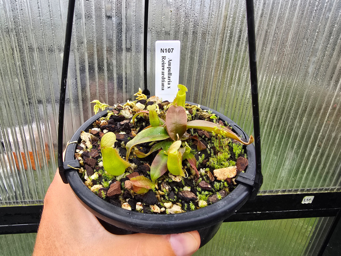 Nepenthes ampullaria x reinwardtiana - BE-3938 - Lowland Tropical Pitcher Plant