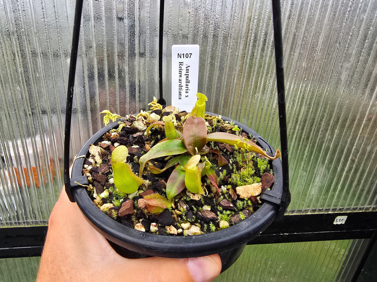 Nepenthes ampullaria x reinwardtiana - BE-3938 - Lowland Tropical Pitcher Plant