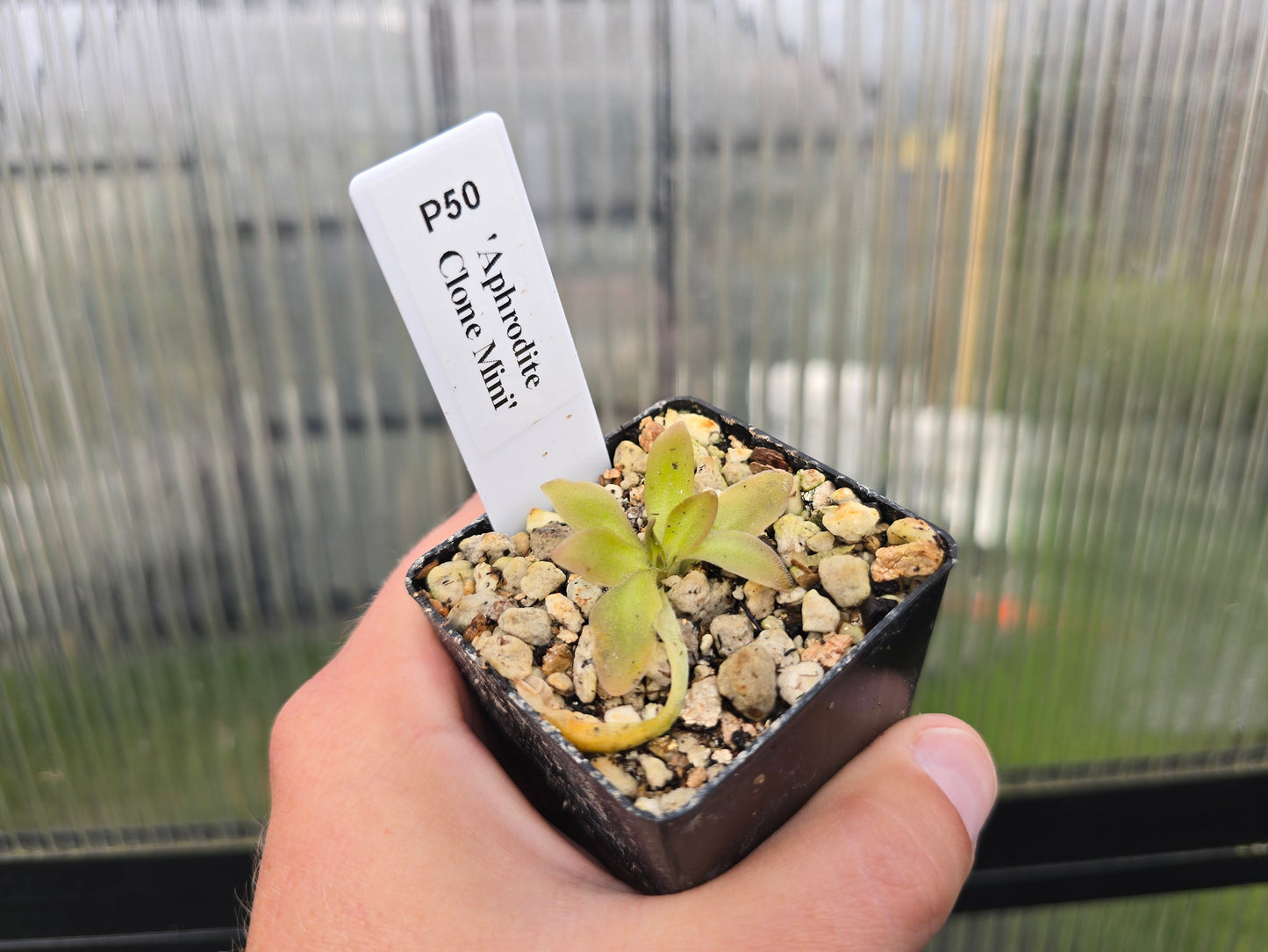 Pinguicula 'Aphrodite Clone Mini' - Mexican Butterwort