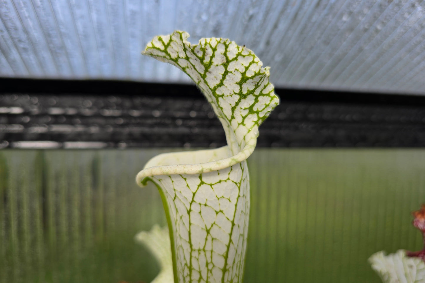 SEED - Sarracenia leucophylla var. alba cv. 'Hurricane Creek White' (Baldwin County, Alabama, USA) - White Pitcher Plant - 10+ Per Packet