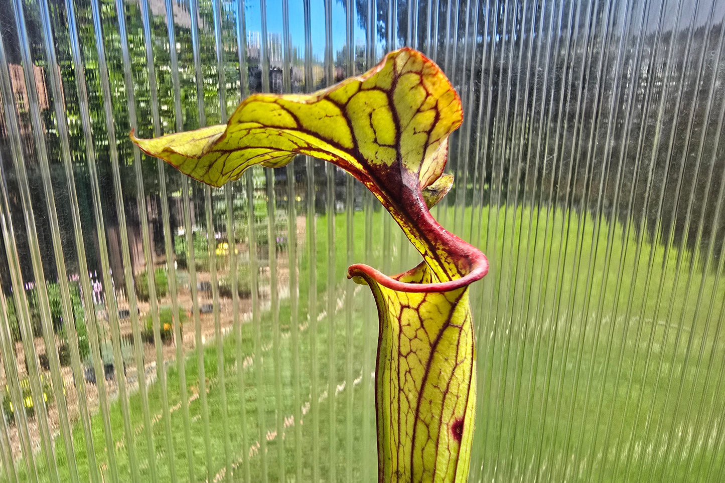 Sarracenia flava var. atropurpurea - cv. 'Waccamaw' F2 (Green Swamp, North Carolina, USA) - American Pitcher Plant