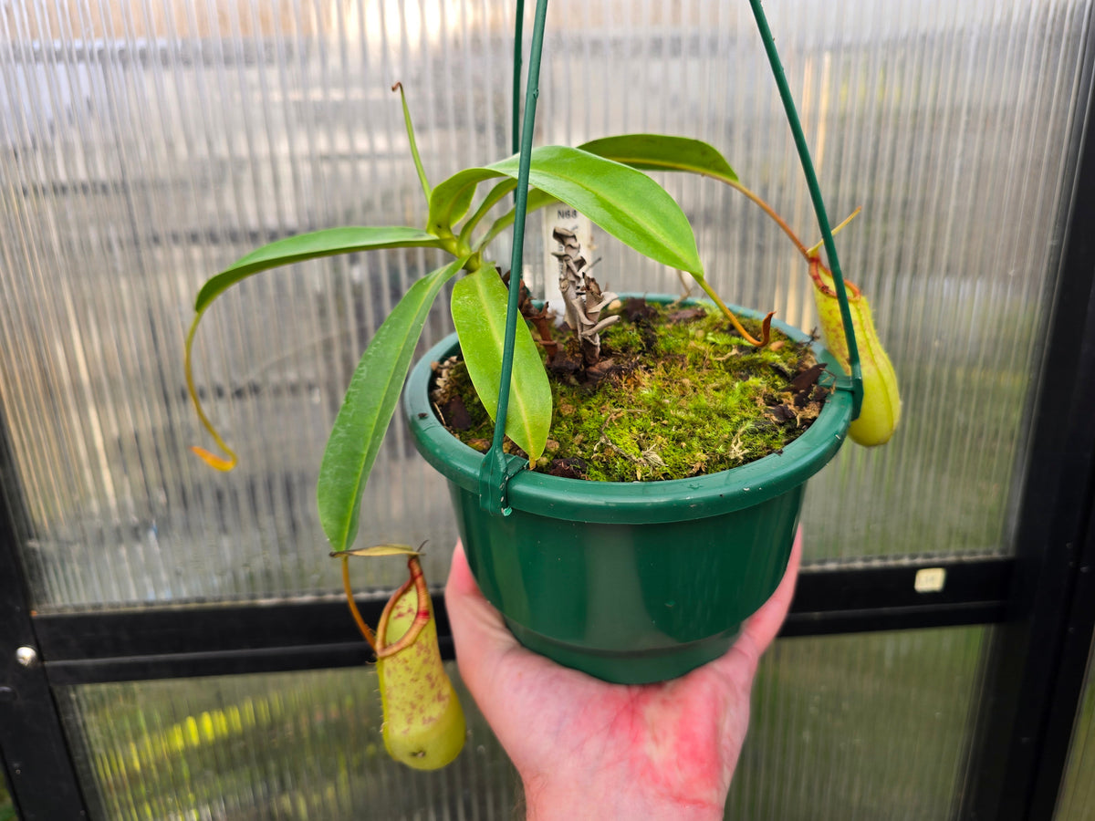 Nepenthes ventricosa x sanguinea - Highland Tropical Pitcher Plant