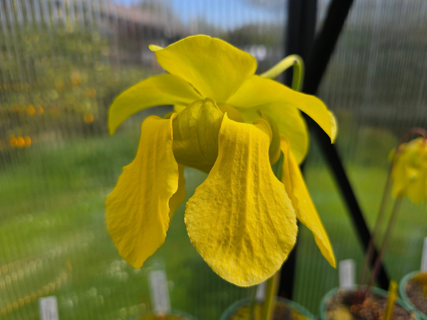SEED - Sarracenia flava var. cuprea (Green Swamp, North Carolina, USA) - American Pitcher Plant - 10+ Per Packet