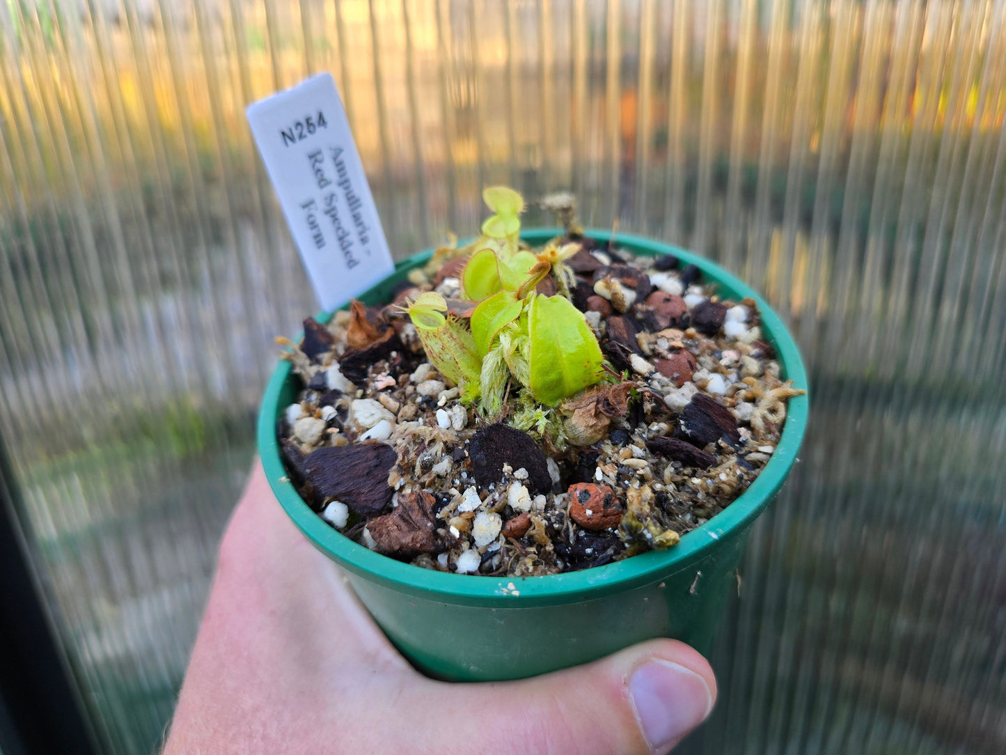 Nepenthes ampullaria 'Red Speckled Form' - Lowland Tropical Pitcher Plant