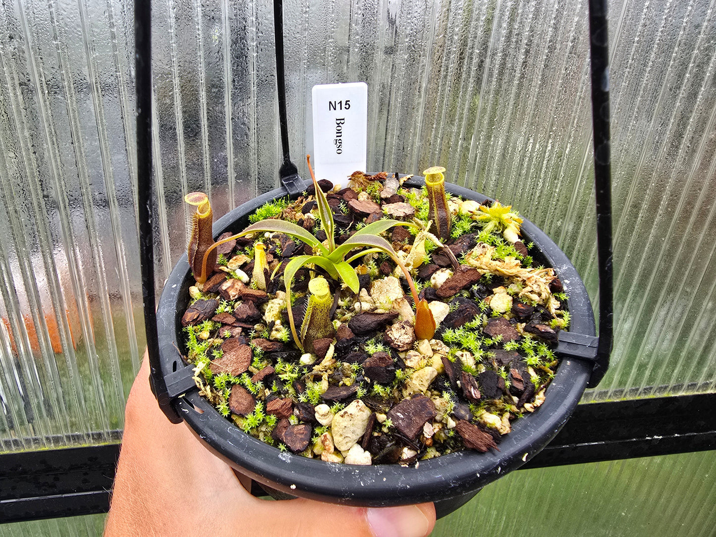 Nepenthes bongso - BE-3036 - Highland Tropical Pitcher Plant