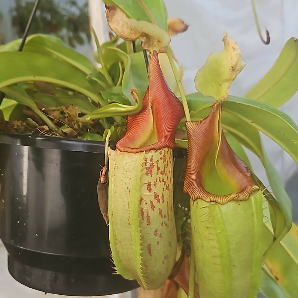 Nepenthes Veitchii Hybrid (Female) - Intermediate Tropical Pitcher Plant