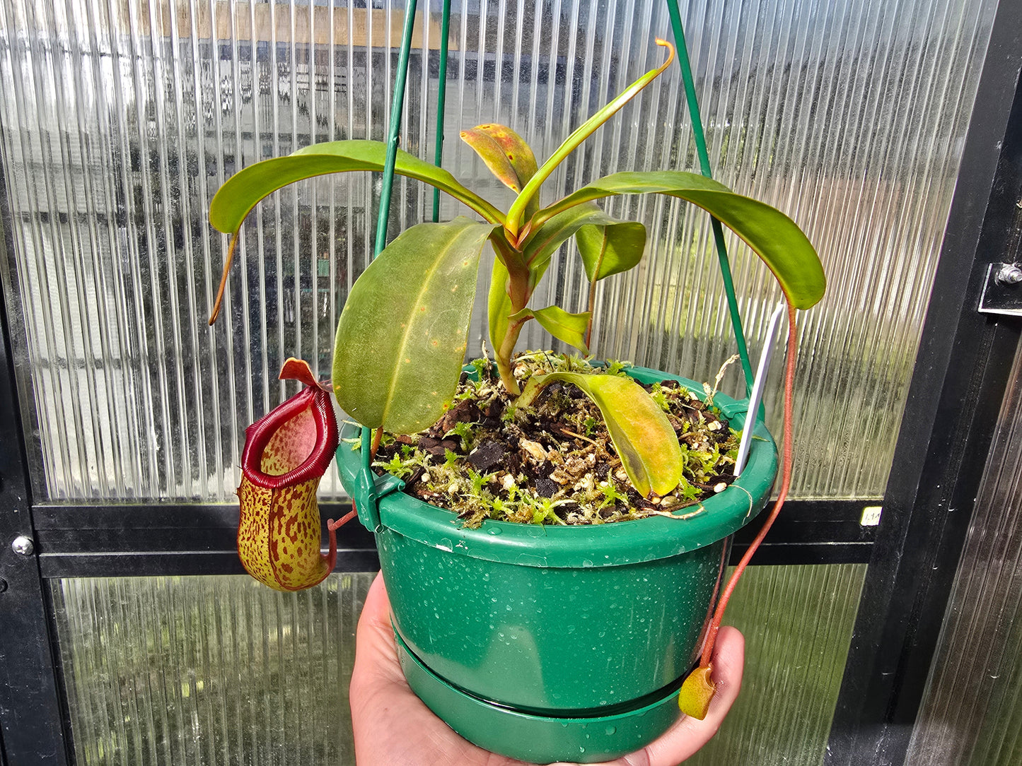 Nepenthes 'Mimi's Kiss' - Highland Tropical Pitcher Plant