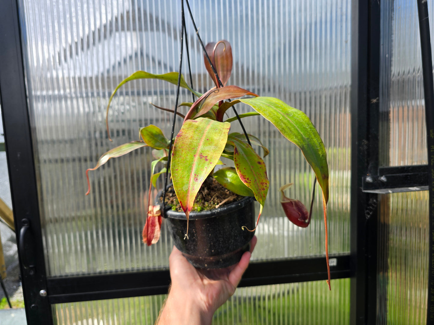 Nepenthes 'Suki' - Intermediate Tropical Pitcher Plant