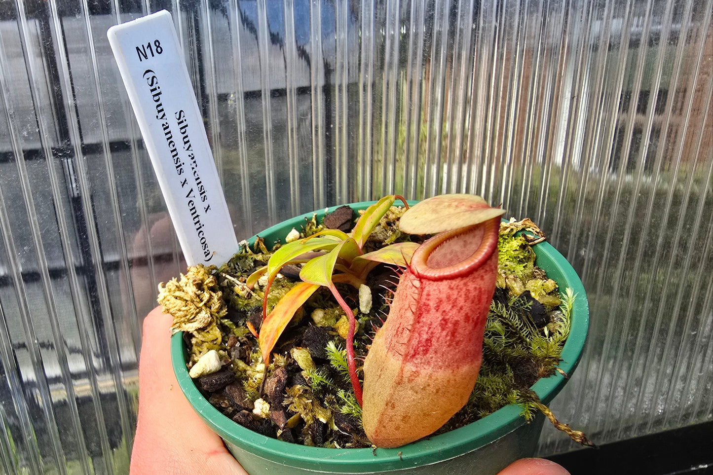 Nepenthes sibuyanensis x (sibuyanensis x ventricosa) - Highland Tropical Pitcher Plant
