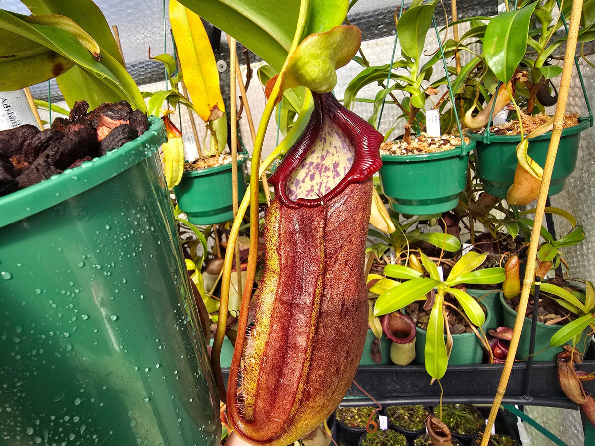Nepenthes adrianii - Highland Tropical Pitcher Plant
