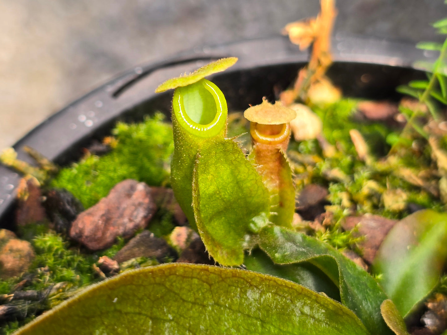 Nepenthes ampullaria x reinwardtiana - BE-3938 - Lowland Tropical Pitcher Plant