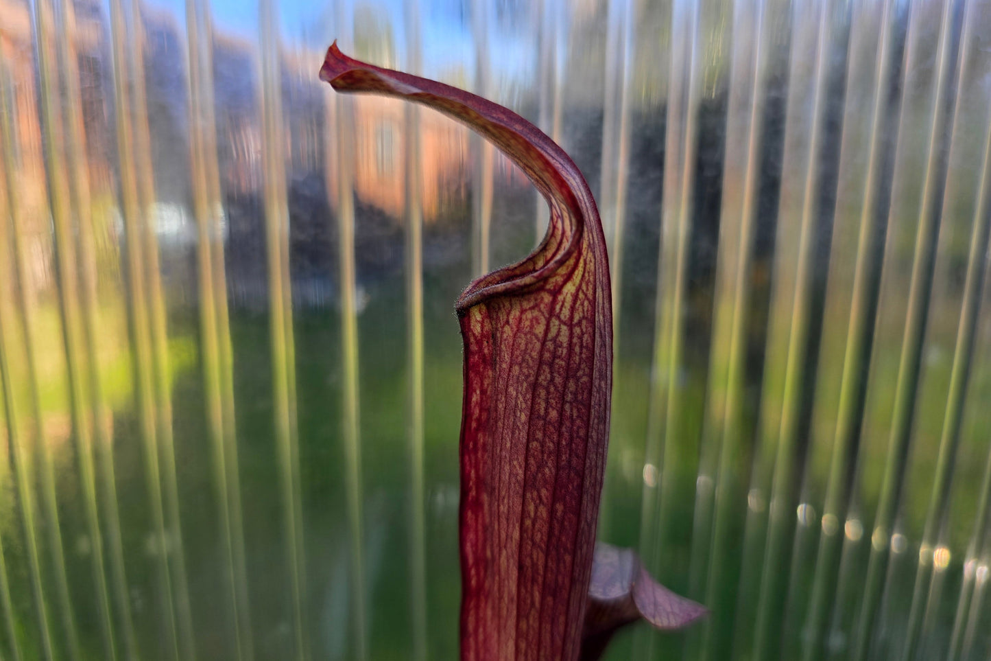 SEED - Sarracenia rubra ssp. rubra (Brunswick, Glynn County, Georgia, USA) - Sweet Pitcher Plant - 10+ Per Packet
