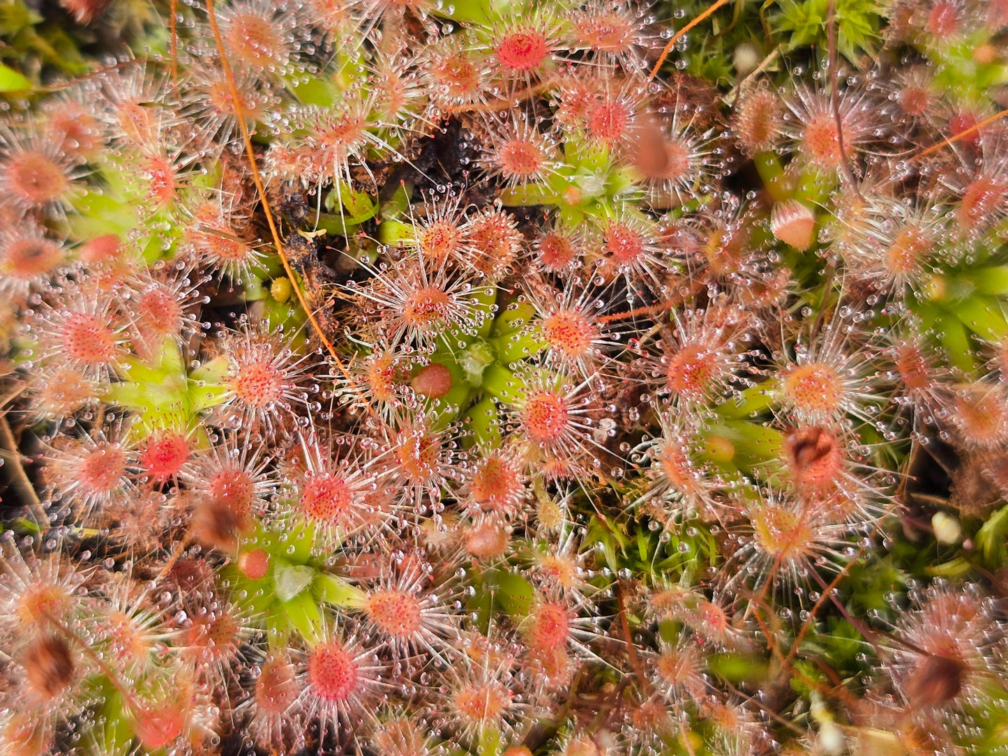Drosera pulchella - Pygmy Sundew