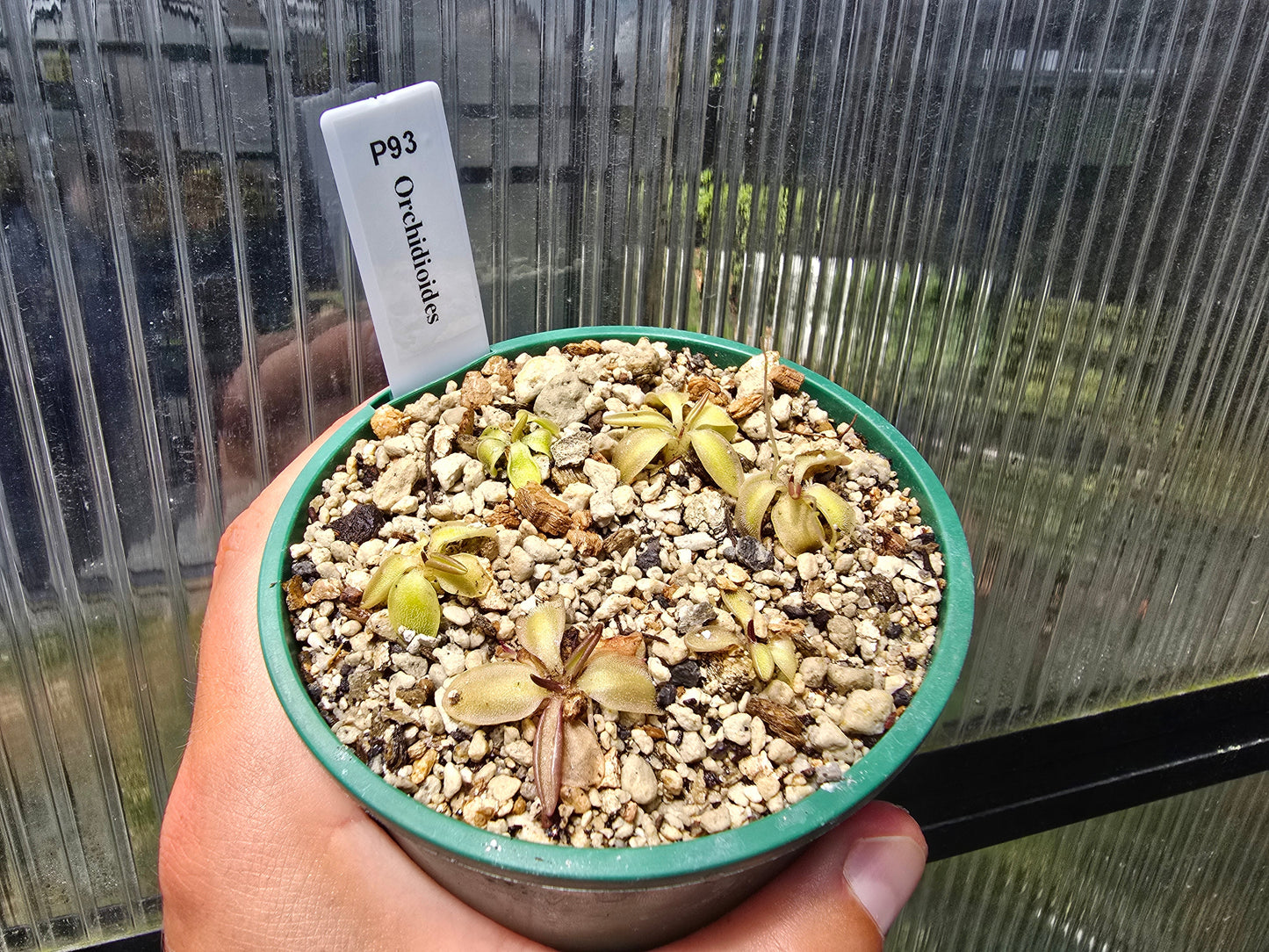 Pinguicula orchidioides - Mexican Butterwort