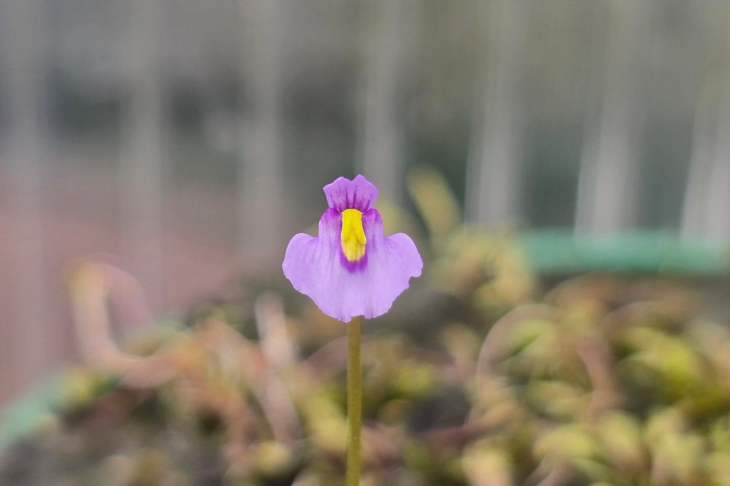 Utricularia dichotoma (Harewood, Christchurch, NZ) - Terrestrial Fairy Aprons Bladderwort