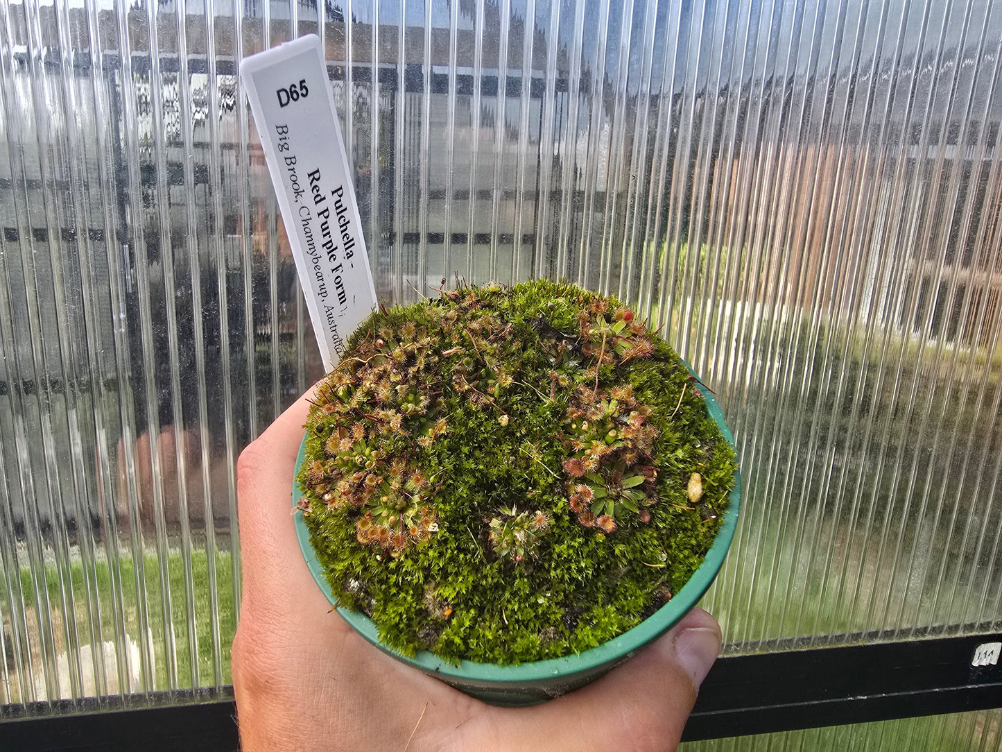 Drosera pulchella - Red Purple Form (Big Brook, Channybearup, Australia) - Pygmy Sundew