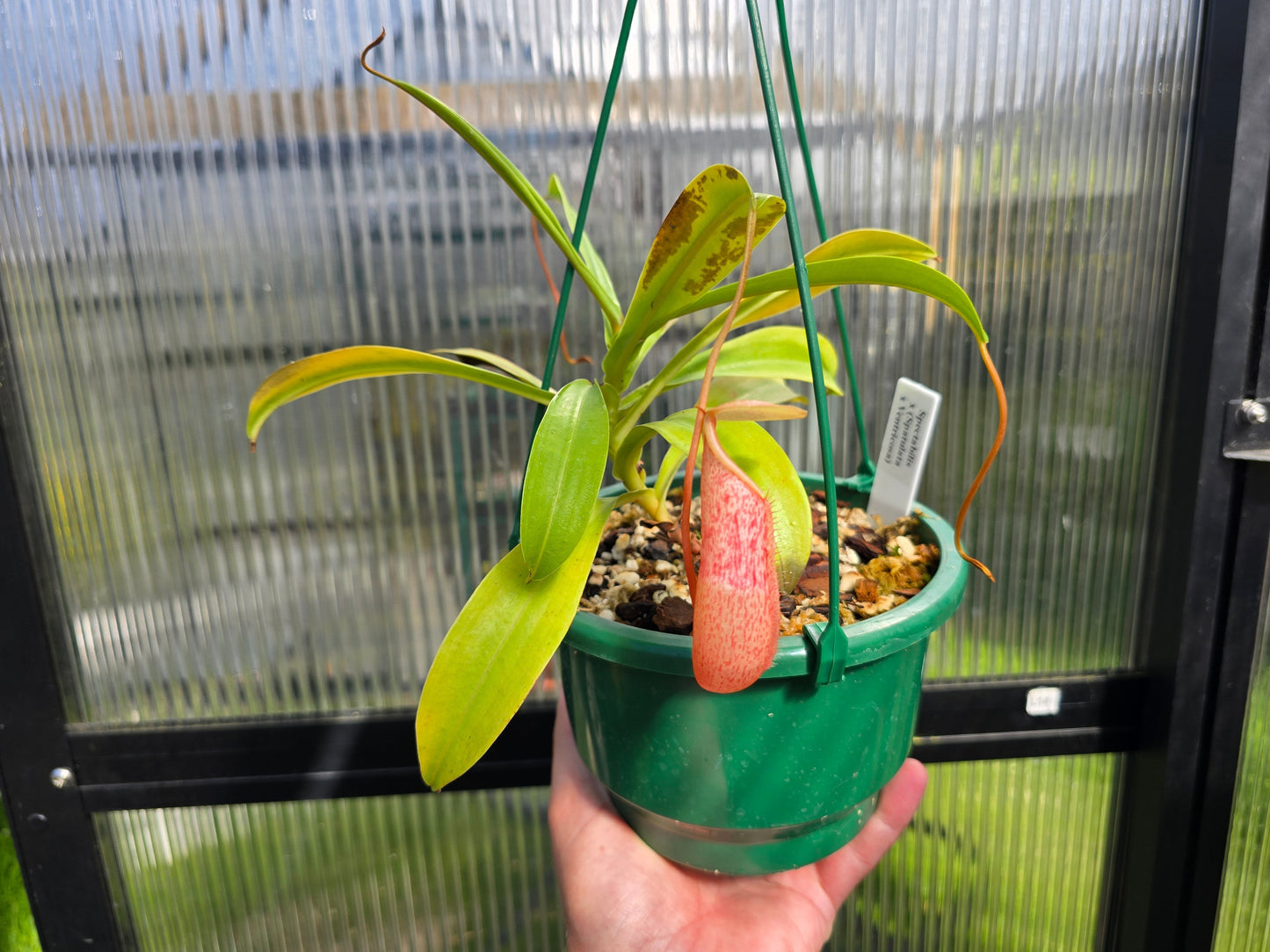 Nepenthes spectabilis x (spathulata x ventricosa) - Highland Tropical Pitcher Plant