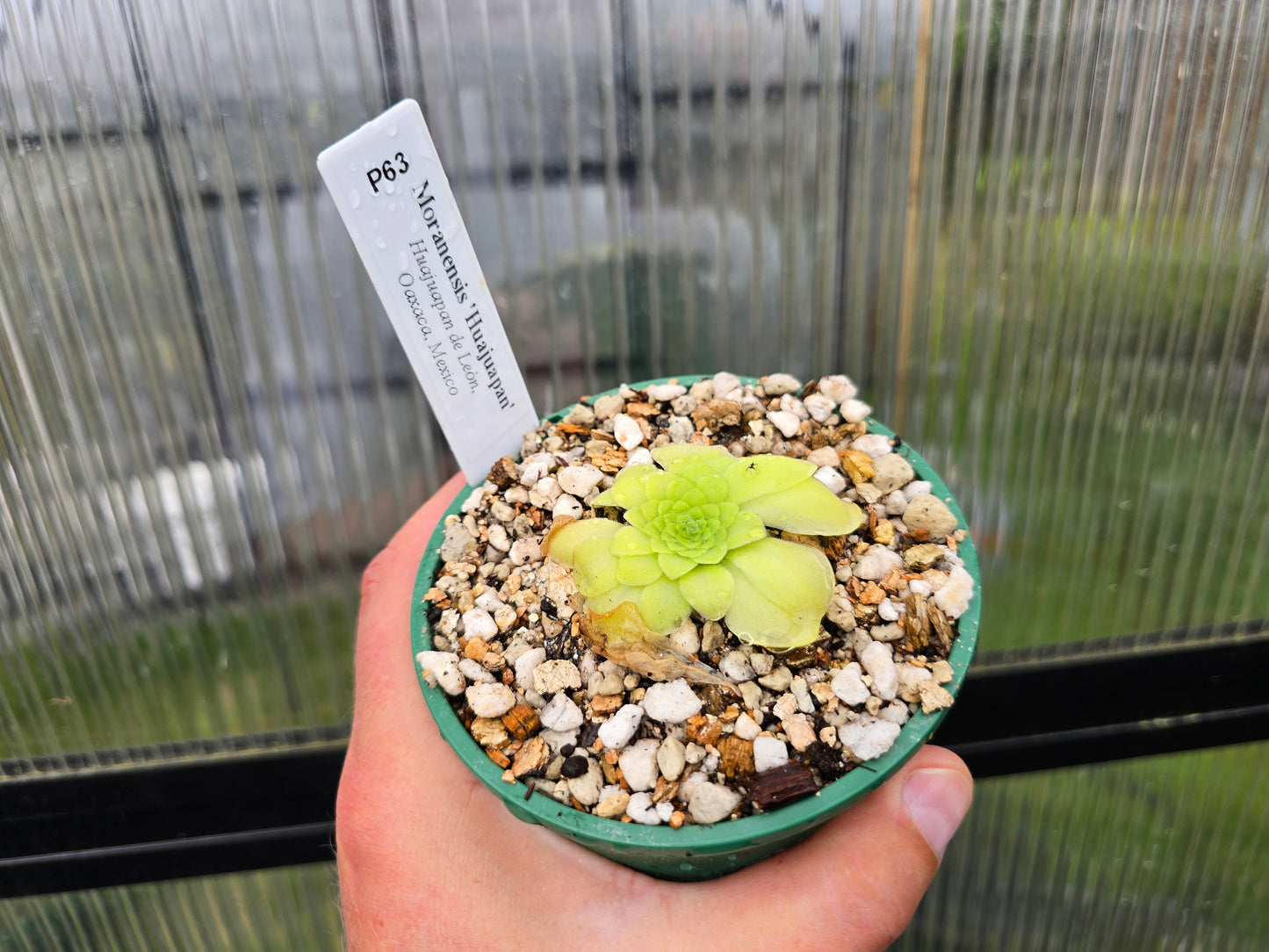 Pinguicula moranensis 'Huahuapan' - Mexican Butterwort
