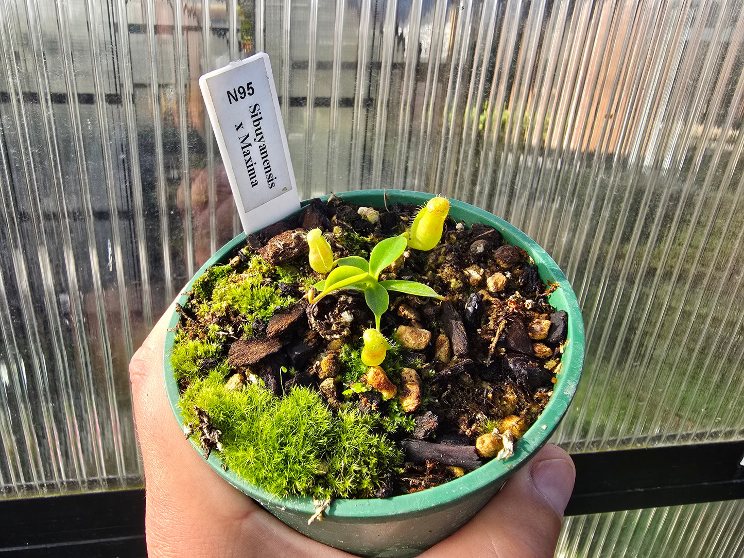 Nepenthes sibuyanensis x maxima - Intermediate Tropical Pitcher Plant