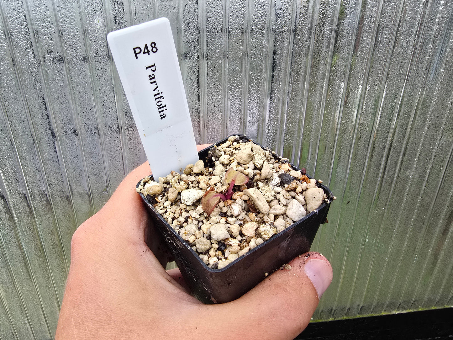 Pinguicula parvifolia - Mexican Butterwort