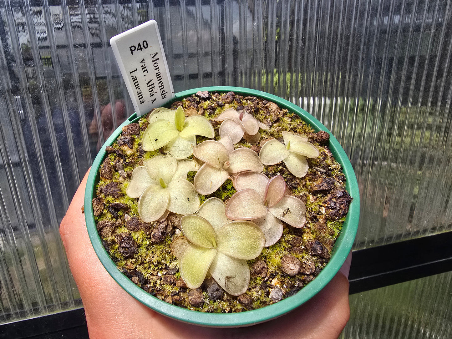 Pinguicula moranensis var. alba x laueana - Mexican Butterwort