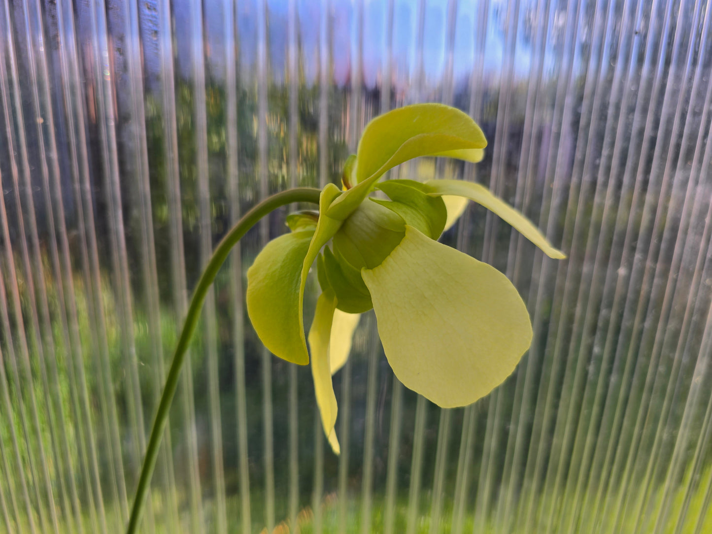 SEED - Sarracenia alata x oreophila (Texas, USA) - American Pitcher Plant - 10+ Per Packet