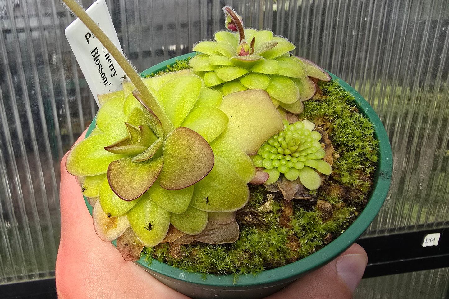Pinguicula 'Cherry Blossom' - Mexican Butterwort