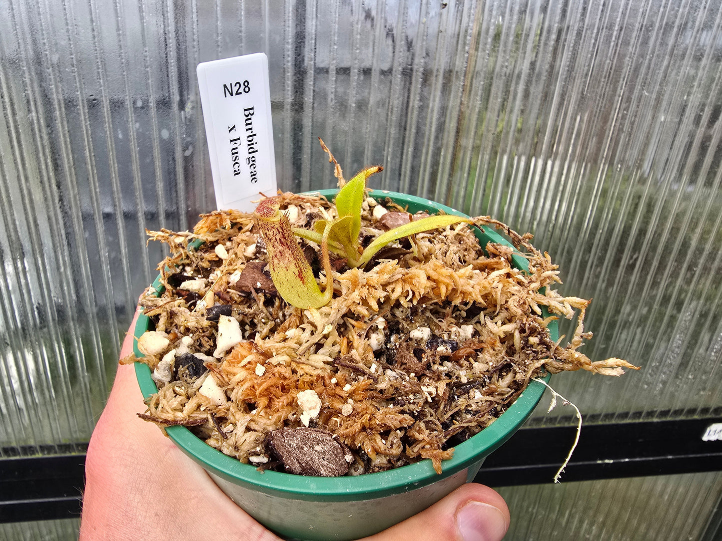 Nepenthes burbidgeae x fusca - Intermediate Tropical Pitcher Plant