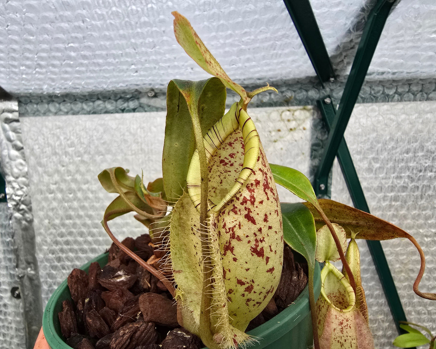 Nepenthes 'Susan' - Lowland Tropical Pitcher Plant