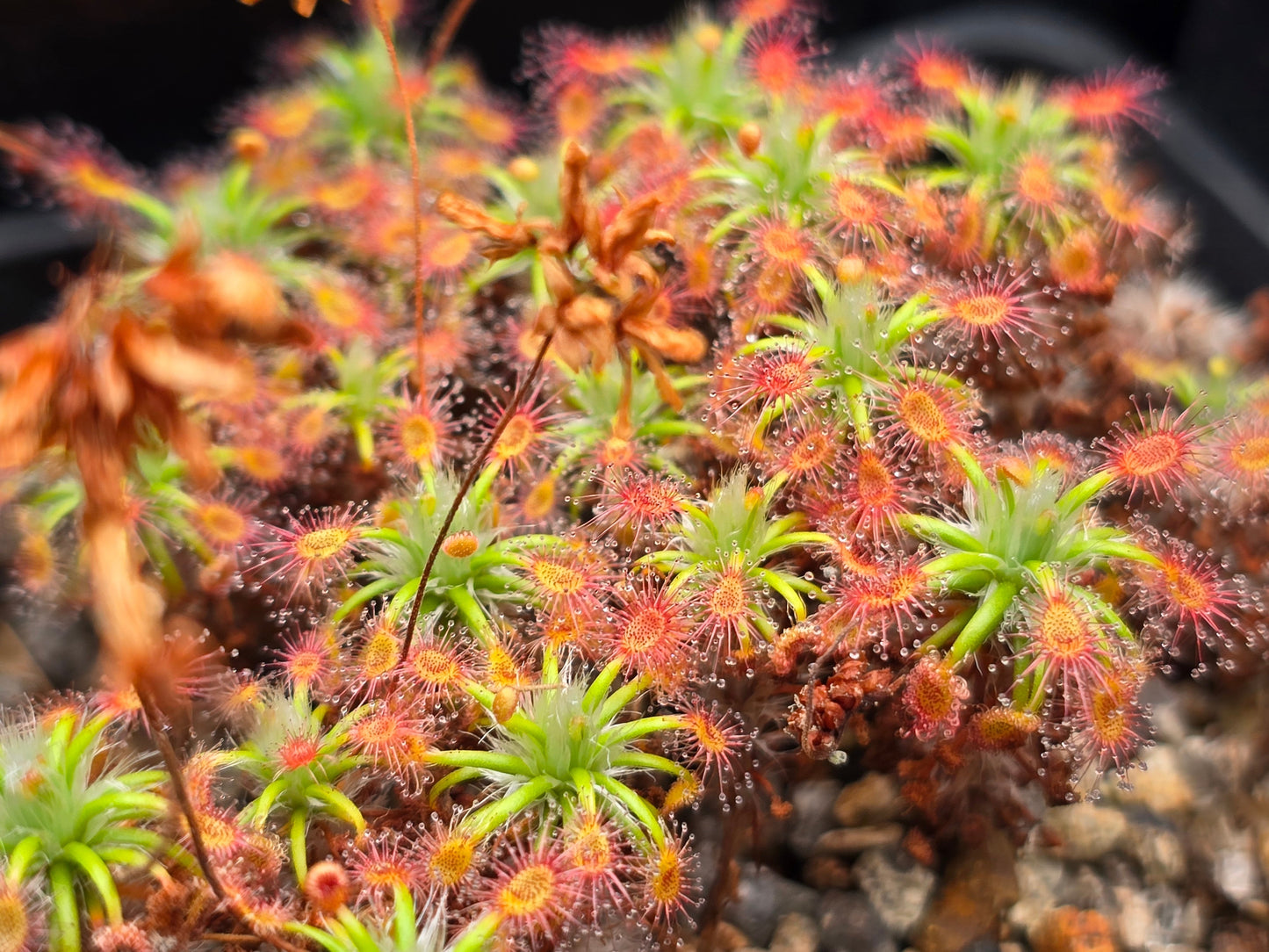 Drosera verrucata - Pygmy Sundew