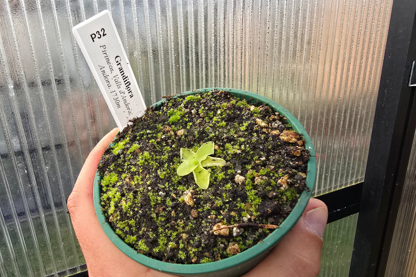 Pinguicula grandiflora (Pirineos, Andora) - Cold Temperate Large-Flowered Butterwort