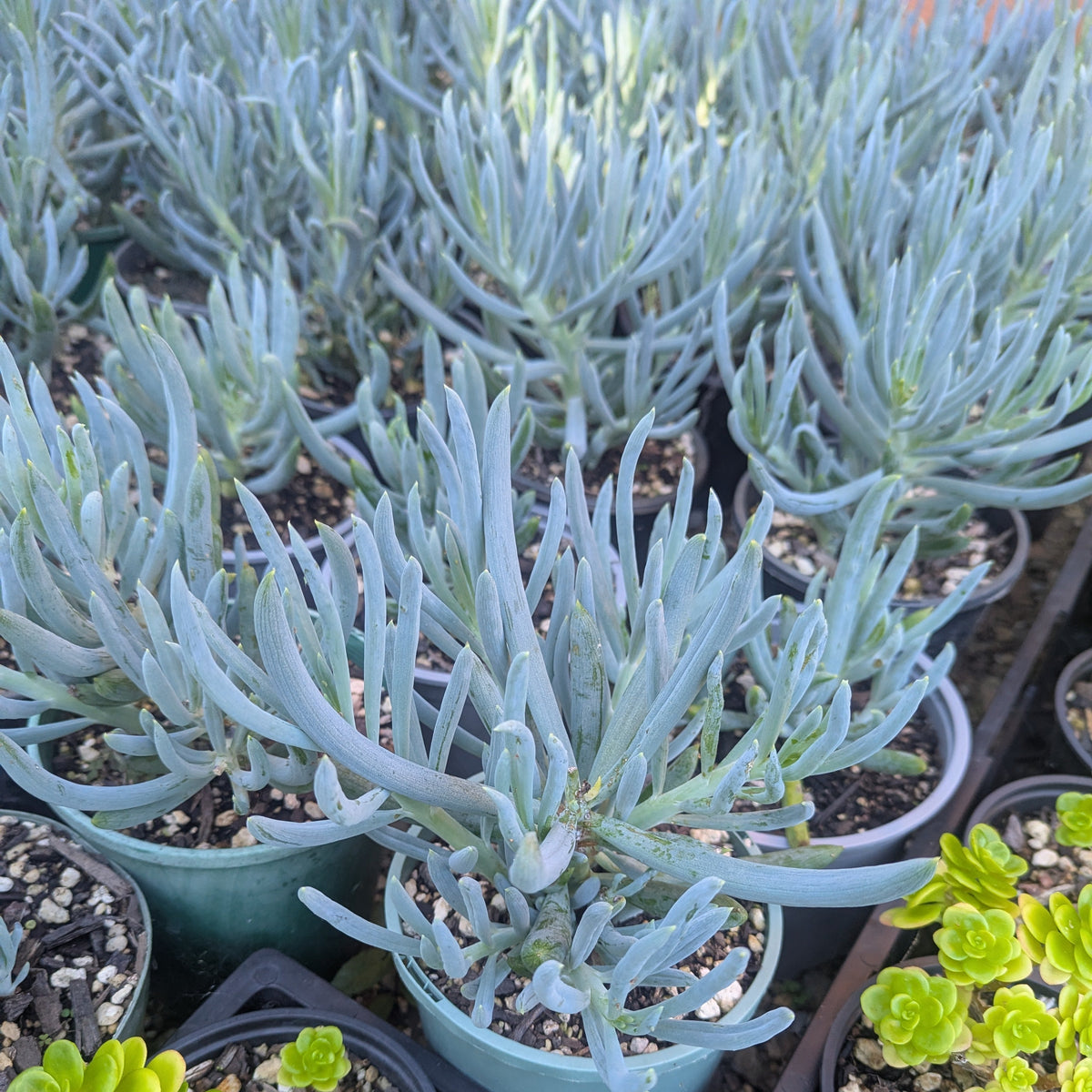 Senecio Serpens | Blue Chalksticks