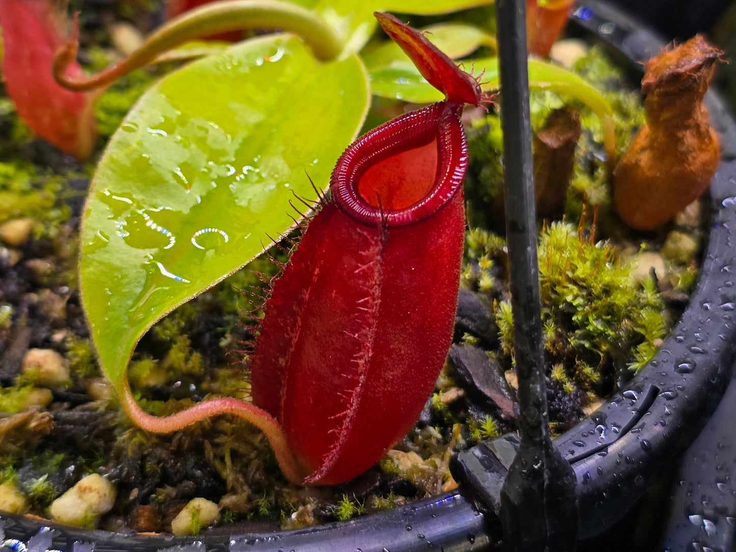 Nepenthes 'Diana' - BE-3492 - Intermediate Tropical Pitcher Plant