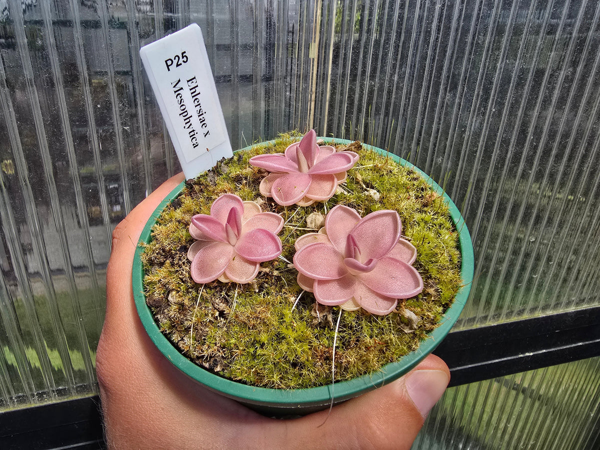 Pinguicula ehlersiae x mesophytica - Mexican Butterwort