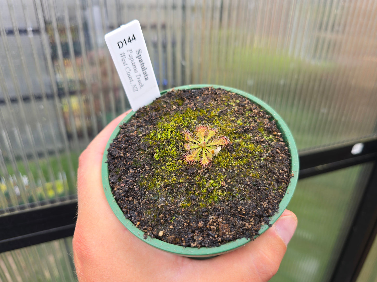 Drosera spatulata (Paparoa Track, West Coast, NZ) - Spatula Sundew