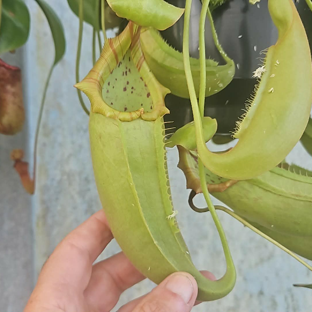 Nepenthes Mixta cv. 'Superba' x veitchii (Male) - Intermediate Tropical Pitcher Plant
