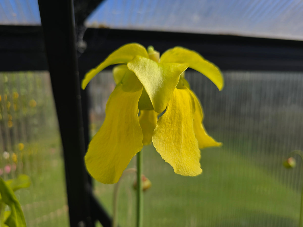 Sarracenia flava var. maxima - American Pitcher Plant