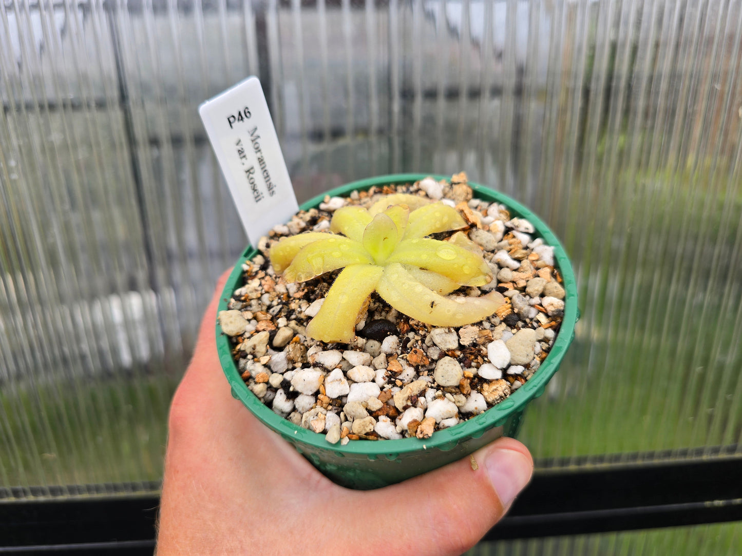 Pinguicula moranensis var. roseii - Mexican Butterwort