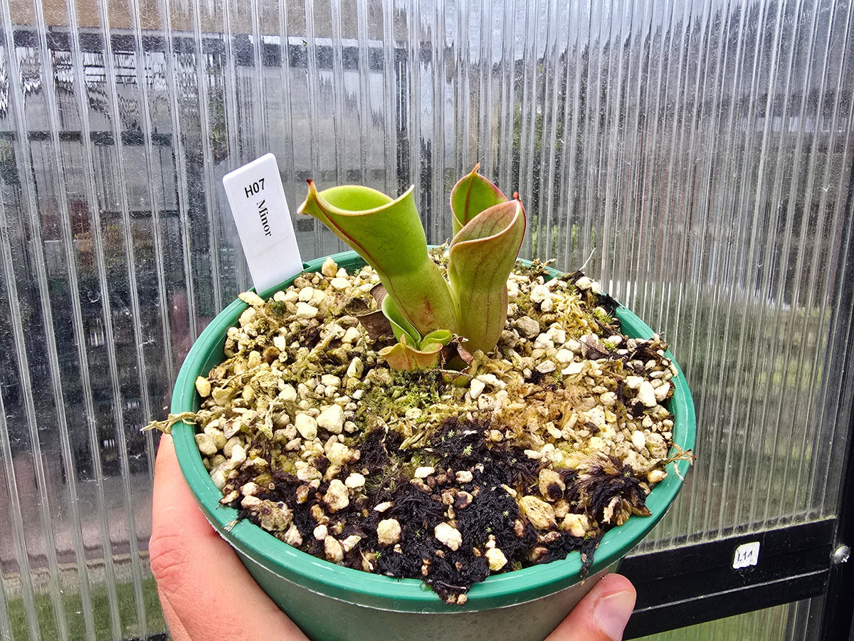 Heliamphora minor - BE-3250 - Lesser Sun Pitcher