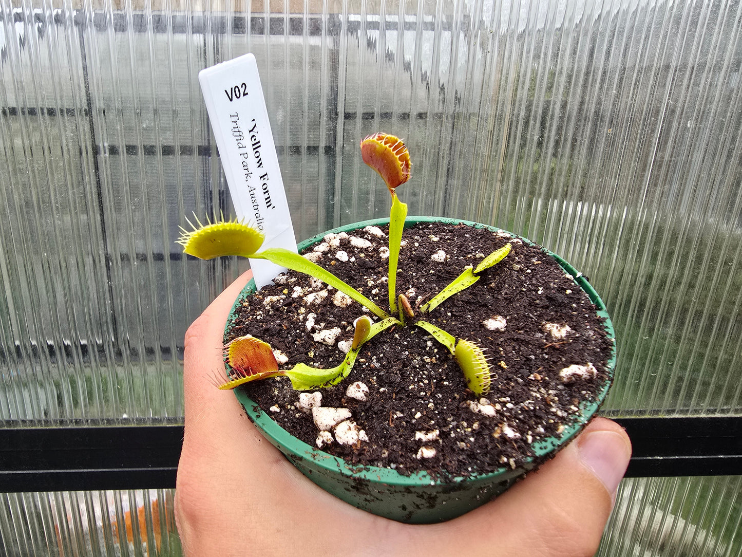 Dionaea muscipula 'Yellow Form' - Venus Fly Trap