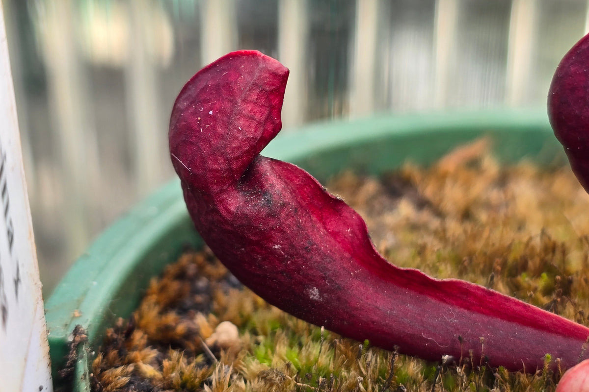 Sarracenia psittacina x purpurea - American Pitcher Plant