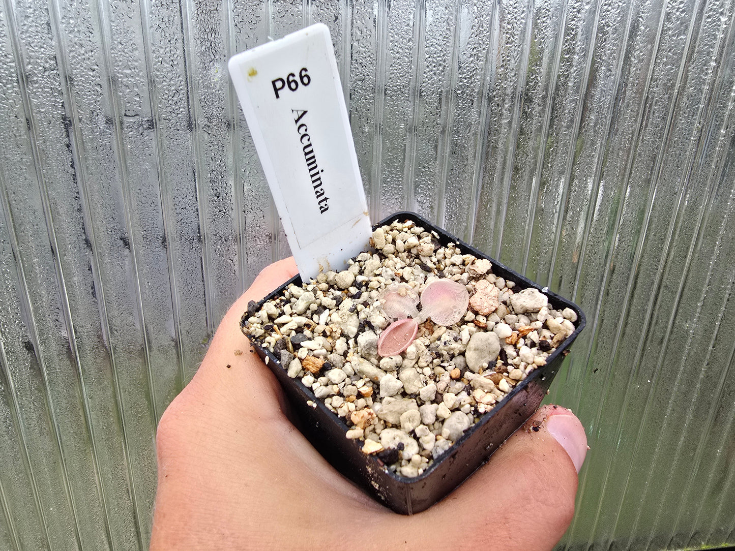Pinguicula accuminata - Mexican Butterwort