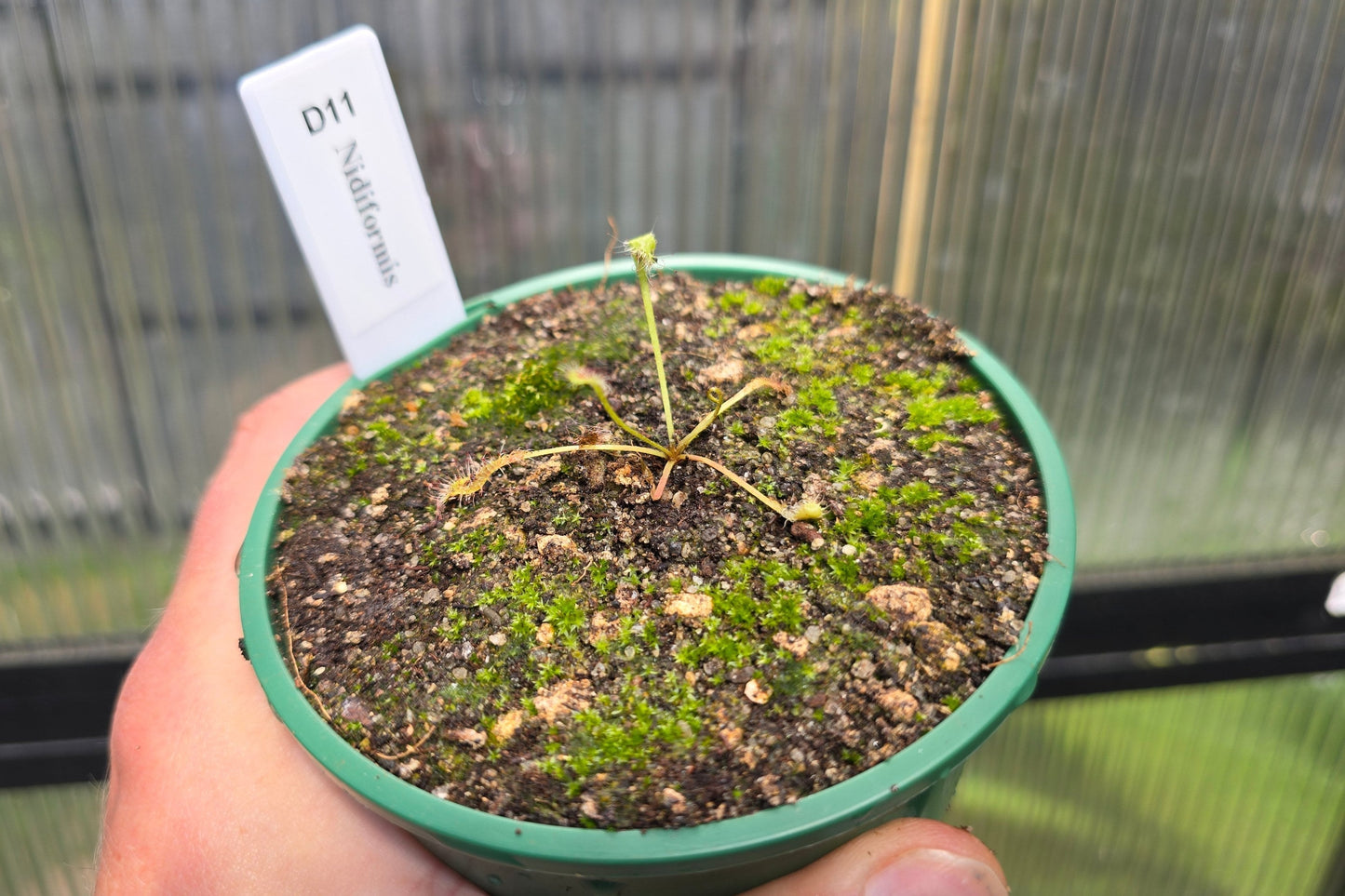 Drosera nidiformis - The Nestle Leafed Sundew