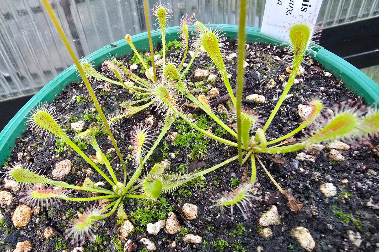Drosera nidiformis (Pietermaritzburg, South Africa) - The Nestle Leafed Sundew