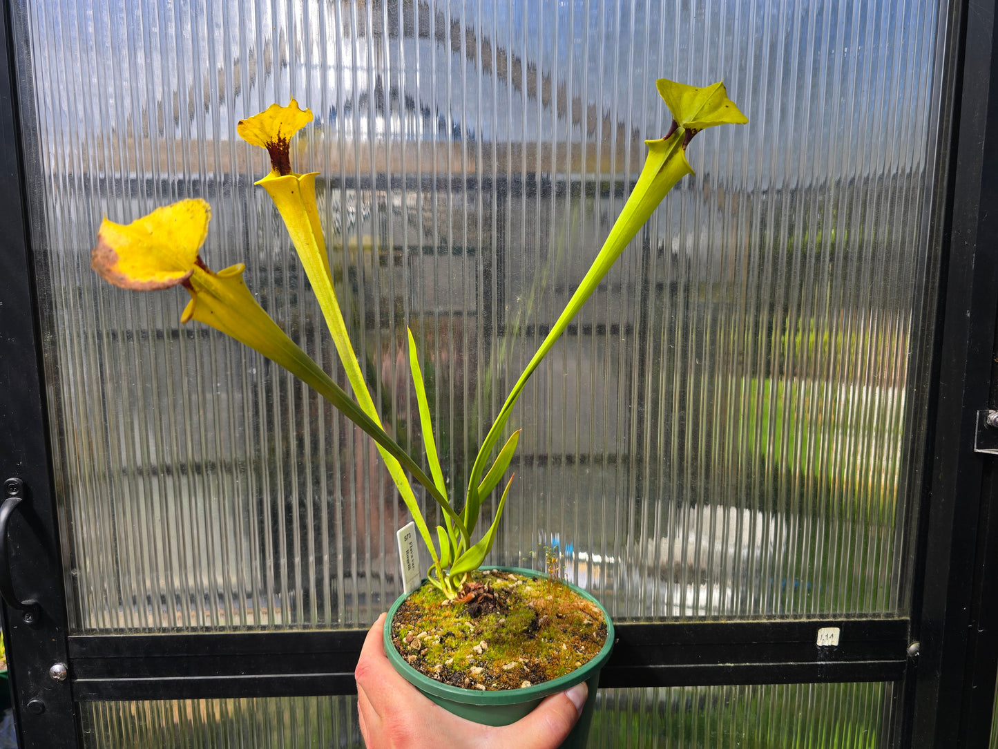 Sarracenia flava var. rugelii - American Pitcher Plant