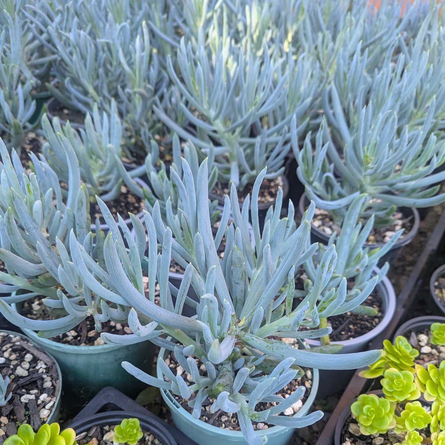 Senecio Serpens | Blue Chalksticks