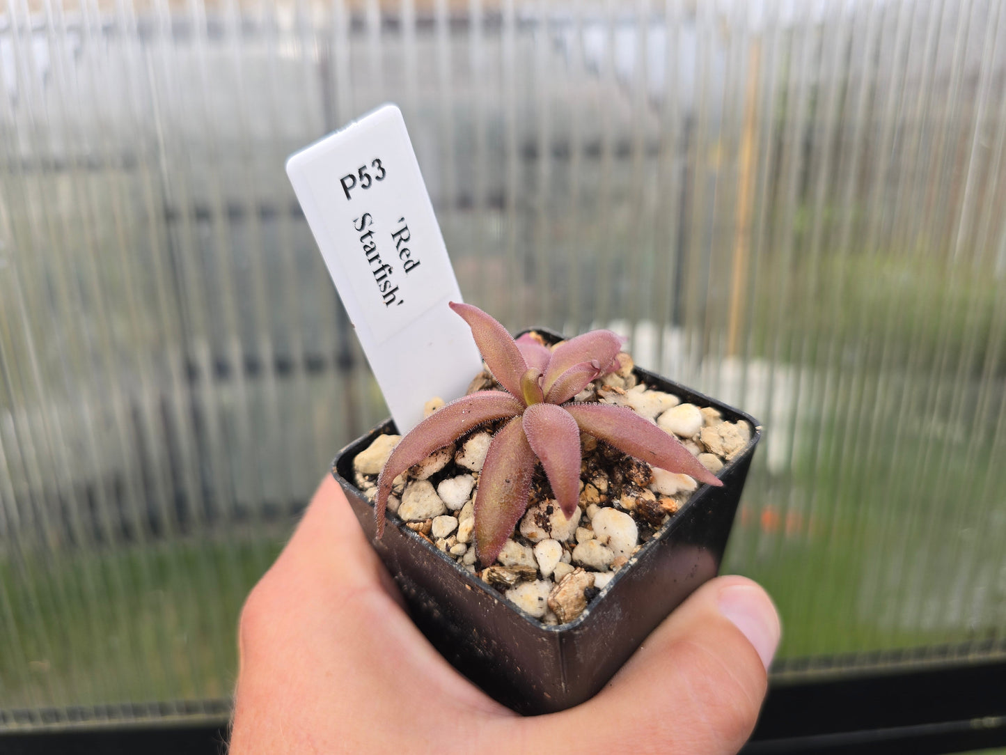 Pinguicula 'Red Starfish' - Mexican Butterwort